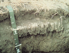 Figure 8.6. A natric horizon with characteristic biscuit top column structure in North Dakota (USDA NRCS photo).
